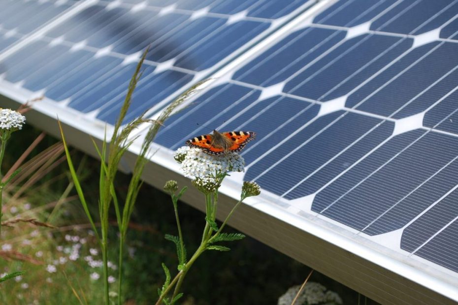 Gli effetti dell'agrivoltaico su flora e fauna